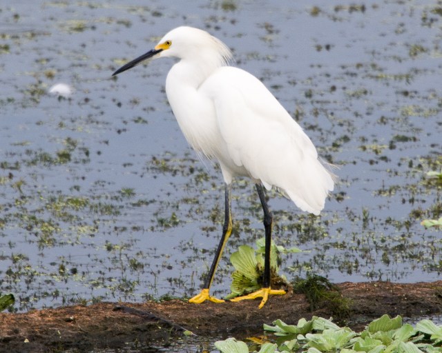 snowy egret