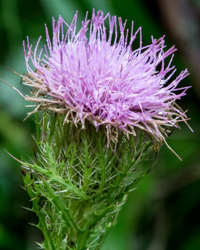 thistle