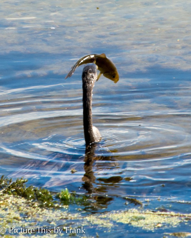 anhinga