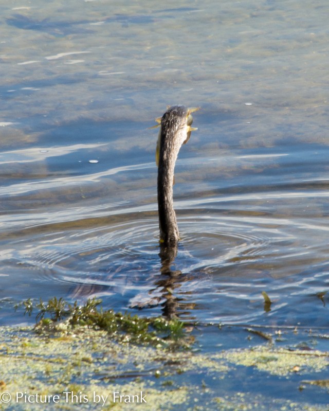 anhinga