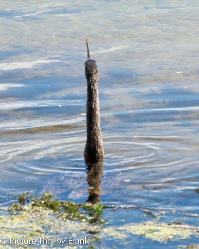 anhinga