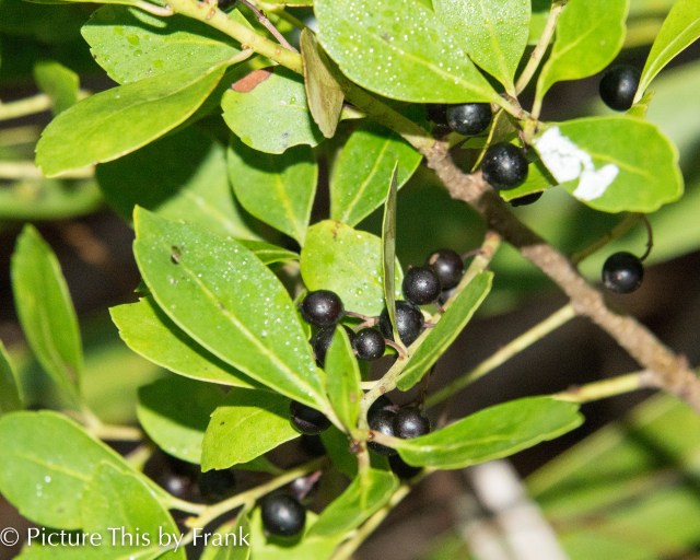 americanblacknightshade