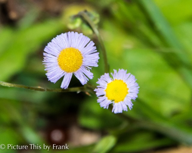 fleabane