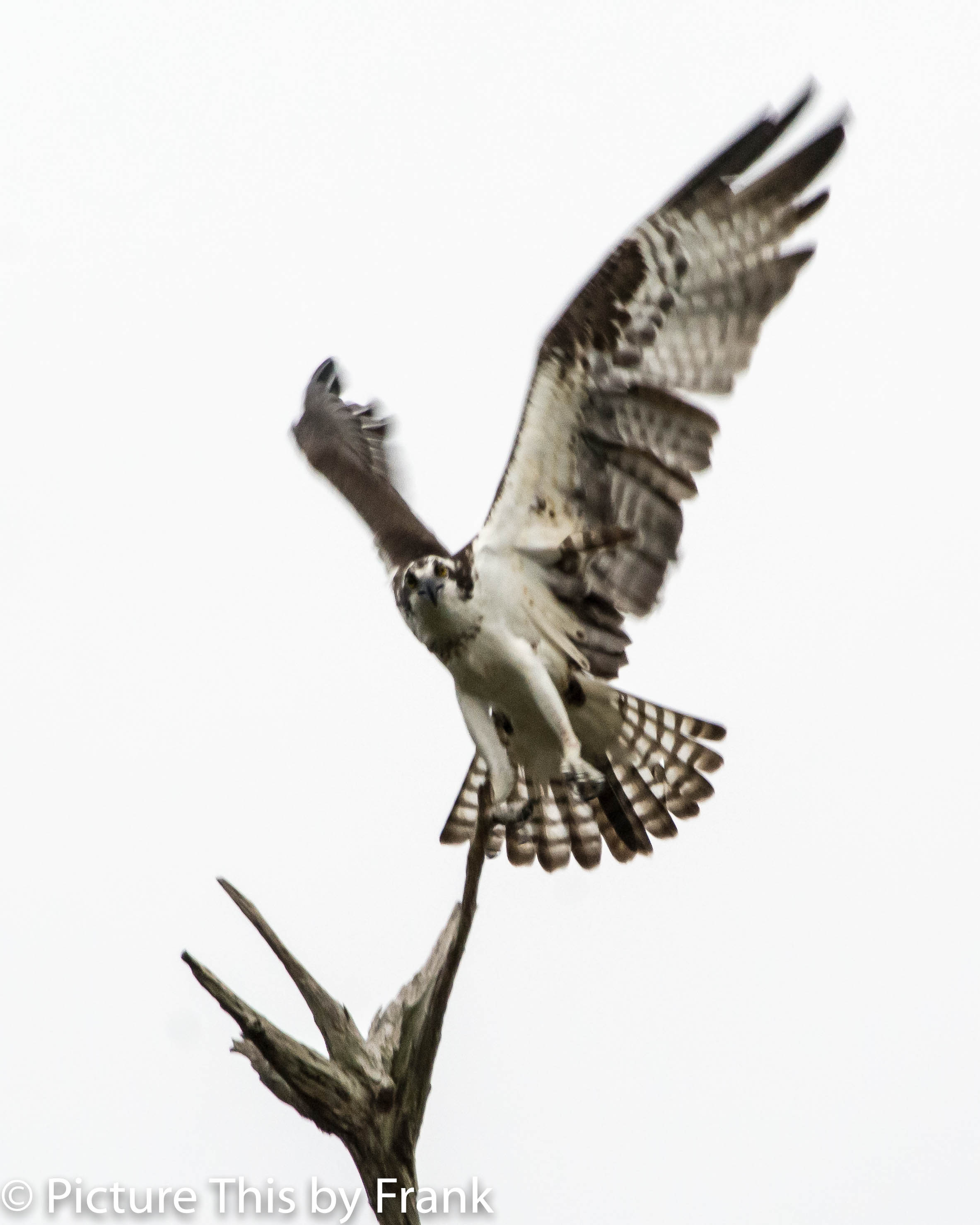 osprey (1 of 1)