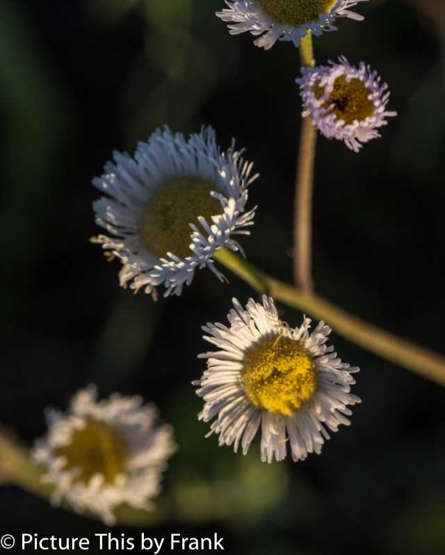 Aster (1 of 1)