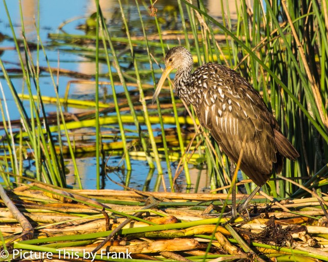 limpkin (1 of 1)