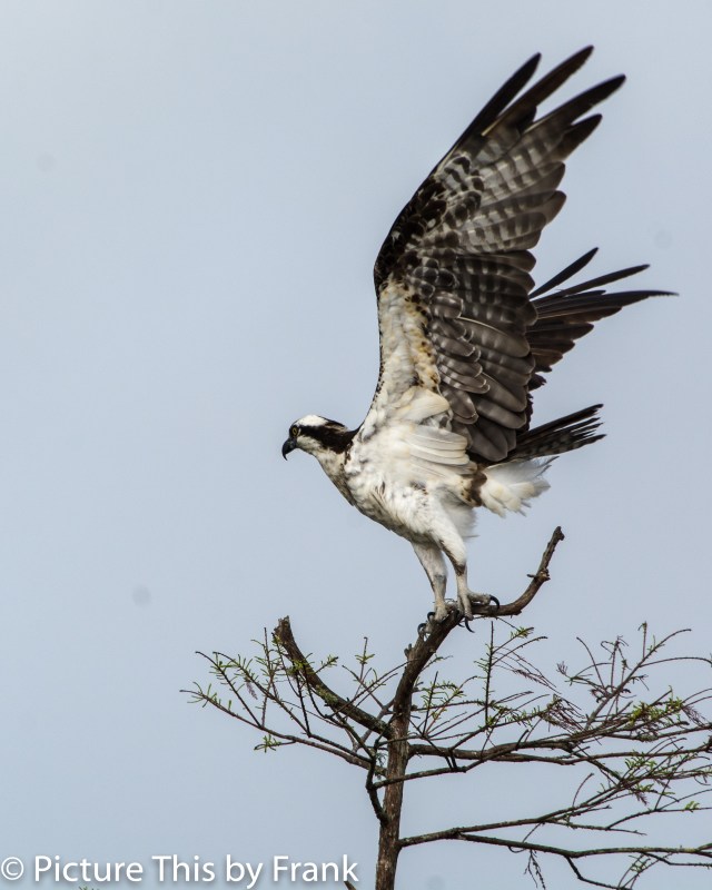 Osprey (1 of 1)