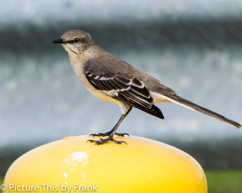 Mockingbird – Picture This by Frank
