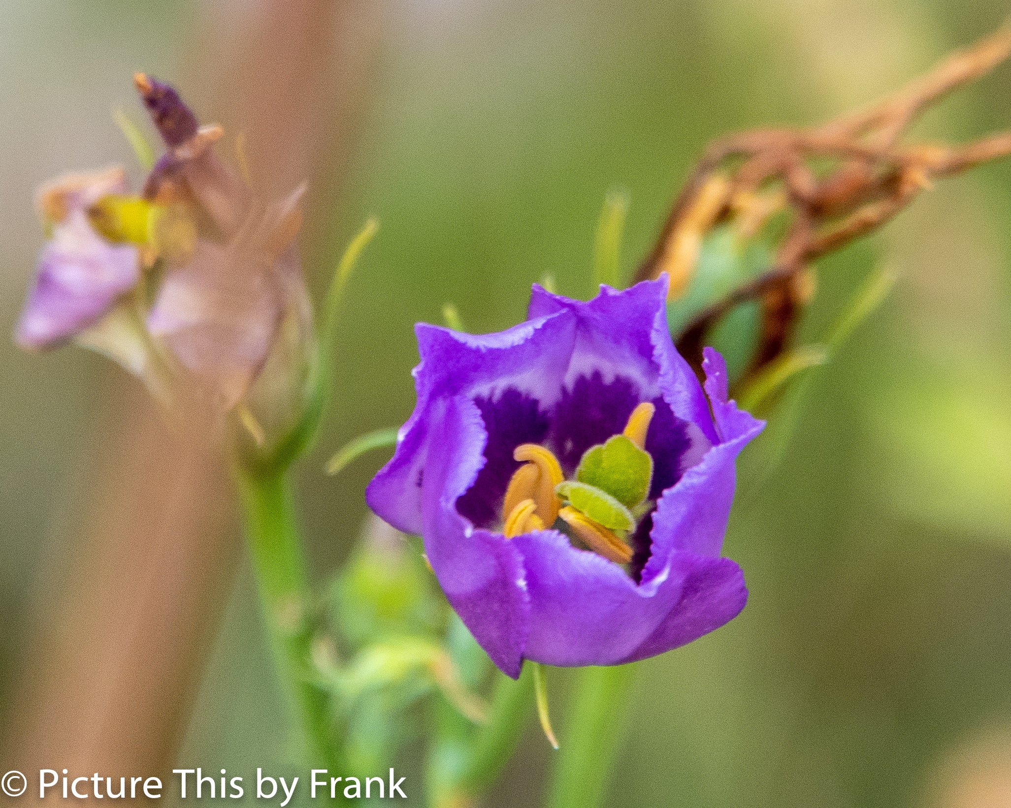 gentian (1 of 1)