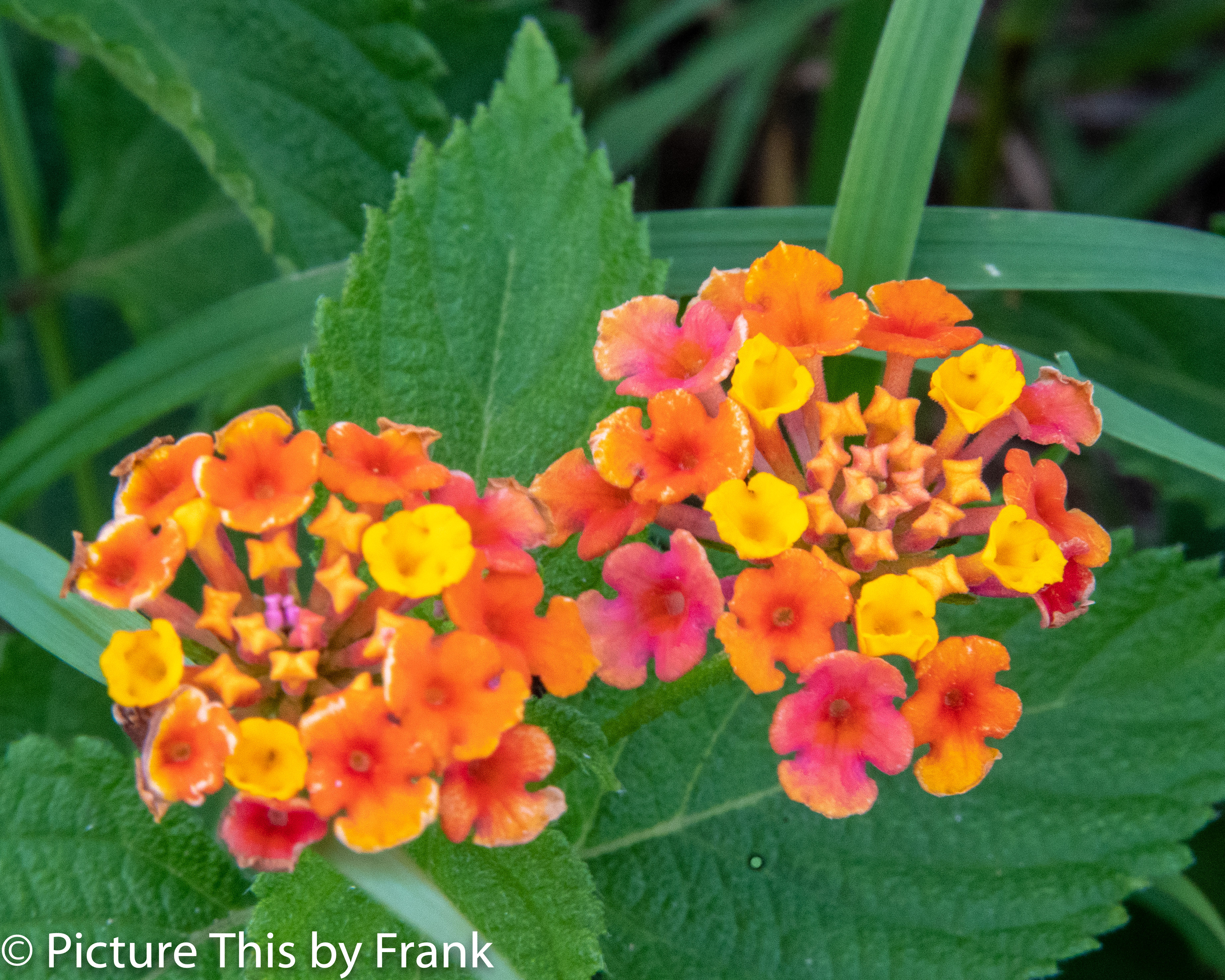 lantana (1 of 1)