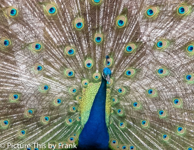 peacock (1 of 1)