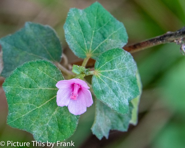 swampflower (1 of 1)