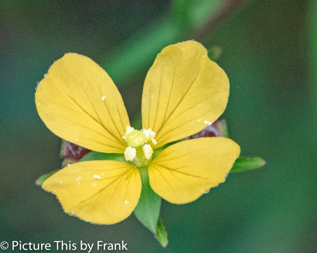 more yellow (1 of 1)